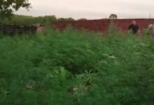 Photo of Agricultura do tráfico: Polícia Civil desmata plantação de maconha no Sertão