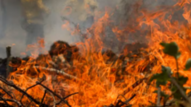 Photo of Brasil é o segundo da América do Sul com mais focos de incêndio em seis meses