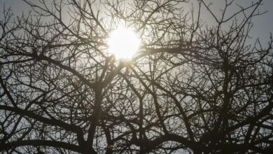 Photo of Clima desertíco: Umidade do ar pode chegar a 12% em 85 municípios da Paraíba