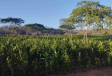 Photo of Ex-prefeito é preso suspeito de financiar plantação de maconha com dinheiro público